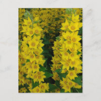 Flores perennes de delfinio amarillo