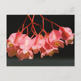 Postal Flores Pink Begonia Angel Wing