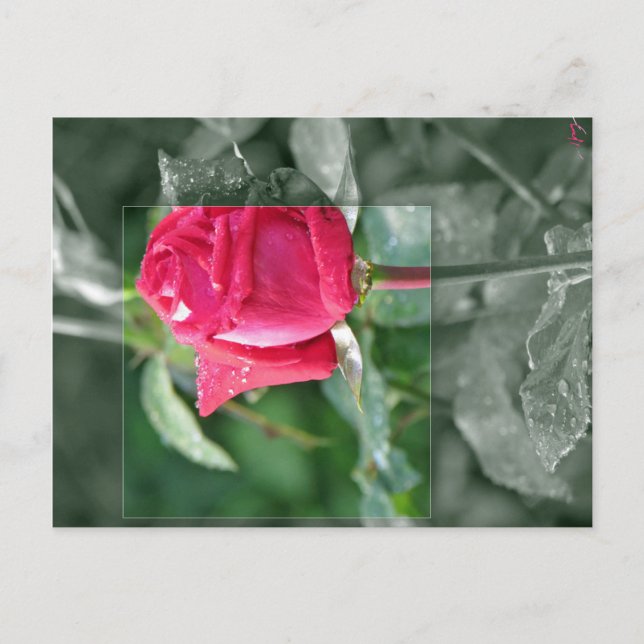 Postal Flores por el lago - brote del rosa rojo (Anverso)