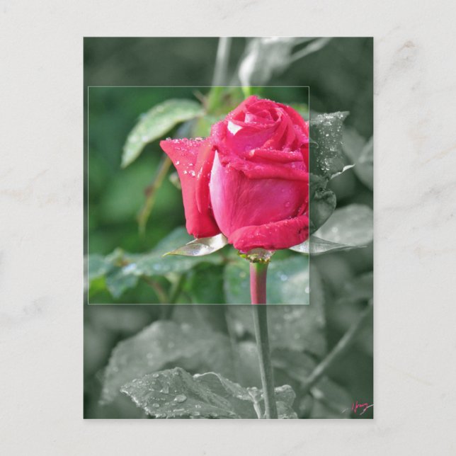 Postal Flores por el lago - brote del rosa rojo (Anverso)