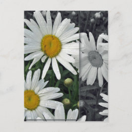 Postal Flores por el lago - margaritas