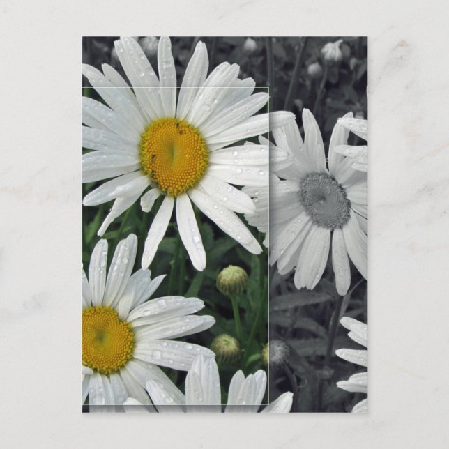 Postal Flores por el lago - margaritas (Anverso)