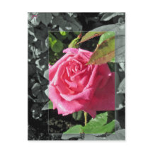 Flores por el lago - rosa