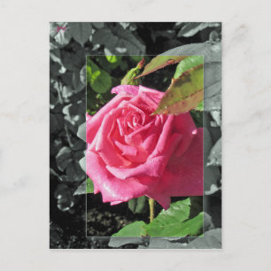 Postal Flores por el lago - rosa