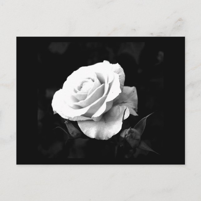 Postal Flores postales-41 (Anverso)