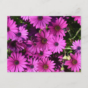 Postal Flores púrpura de osteospermum