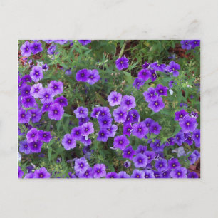 Postal Flores púrpura de Phlox en un