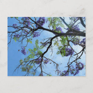 Postal Flores Púrpura En Las Ramas De Árbol