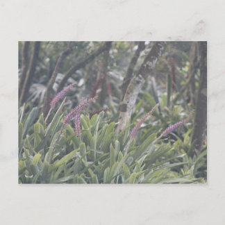 Postal Flores púrpura Feathery