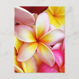 Postal Flores púrpuras amarillas rosadas del Frangipani