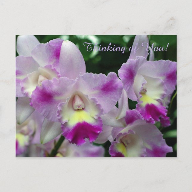 Postal Flores púrpuras de Cattleya Orchid (Anverso)