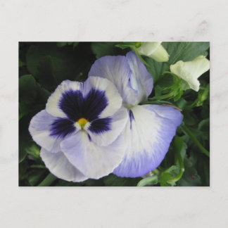 Postal Flores Púrpuras de Pansy