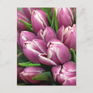 Postal Flores púrpuras del tulipán