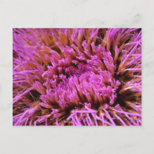Postal Flores púrpuras rosadas