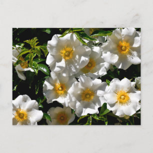 Postal Flores Raras de Rosa Cherokee