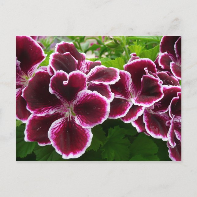 Postal Flores Regal Geranium Elegante Maroon Floral Lugga (Anverso)