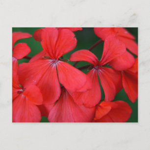 Postal flores rojas