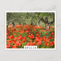 Flores rojas de amapola bajo viejos olivos