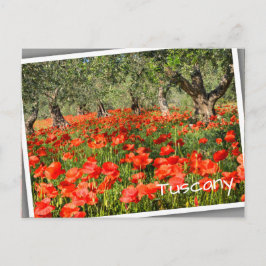 Postal Flores rojas de amapola bajo viejos olivos