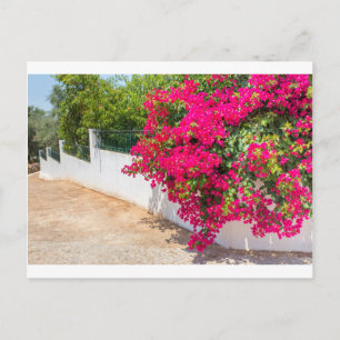 Postal Flores rojas de bougainville floreciendo en la par