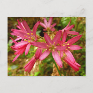 Postal Flores rojas de clintonia en secuoyas