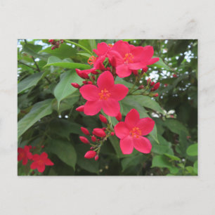 Postal Flores rojas de Jatropha