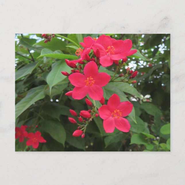 Postal Flores rojas de Jatropha (Anverso)