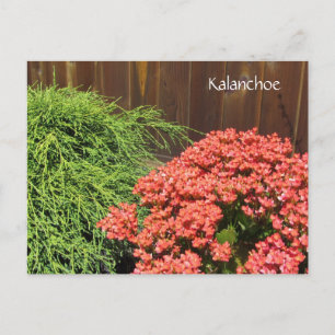 Postal Flores rojas de Kalanchoe