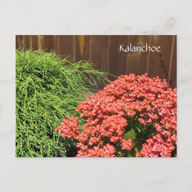 Postal Flores rojas de Kalanchoe (Anverso)