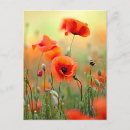 Postal Flores rojas de la amapola