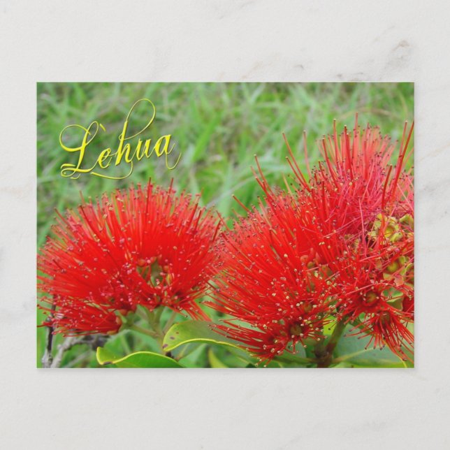 Postal Flores rojas de Lehua en Maui (Anverso)