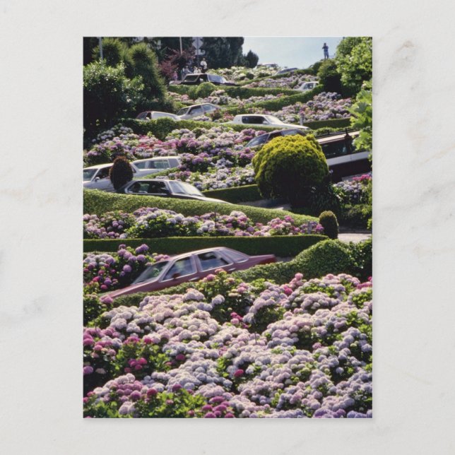 Postal Flores rojas de San Francisco, California (Anverso)