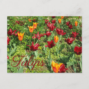 Postal Flores rojas y Naranjas Tulips Fotografía floral