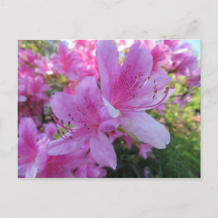 Postal Flores rosa brillantes