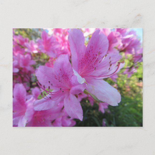 Postal Flores rosa brillantes (Anverso)