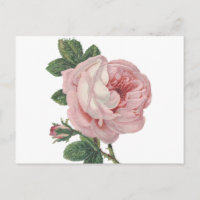 Flores rosa rosadas vintage - Amor, señorita, Hola