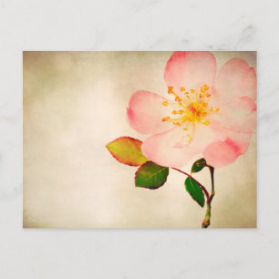 Postal Flores rosa - Rosas de flores en acuarela