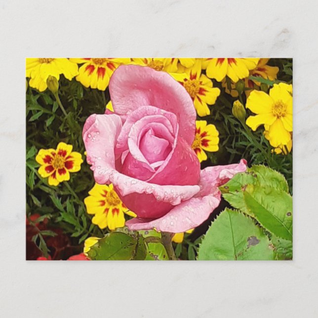 Postal Flores rosa y amarilla (Anverso)