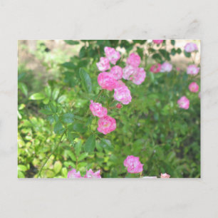 Postal flores rosadas