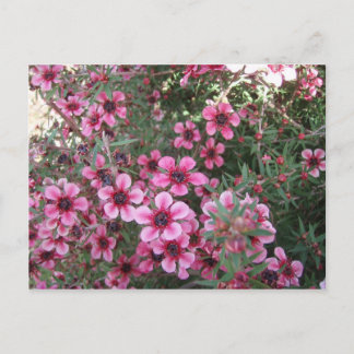 Postal Flores rosadas