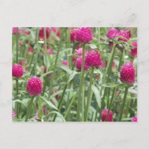 Postal Flores rosadas calientes