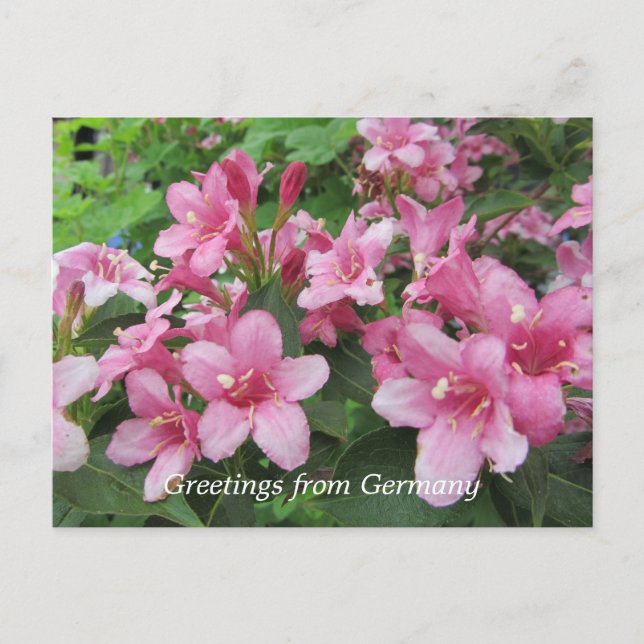 Postal Flores rosadas de Alemania (Anverso)