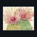 Postal Flores rosadas de Cactus<br><div class="desc">Cactus Pink Blossoms Artist: Tim OToole</div>