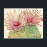 Postal Flores rosadas de Cactus<br><div class="desc">Cactus Pink Blossoms Artist: Tim OToole</div>
