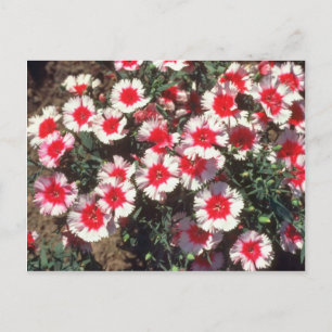 Postal Flores rosadas de China roja (Dianthus Chinensis)
