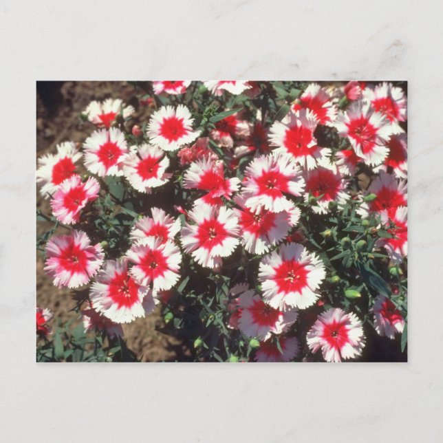 Postal Flores rosadas de China roja (Dianthus Chinensis) (Anverso)