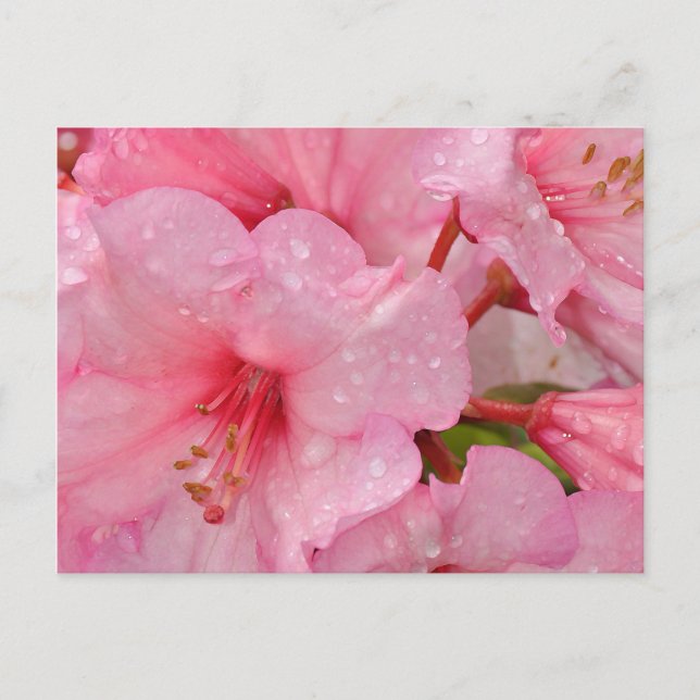 Postal Flores rosadas de la azalea (Anverso)