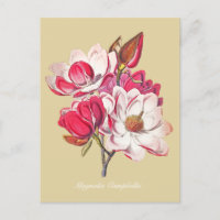 Flores rosadas de Magnolia botánica veneciana Beig