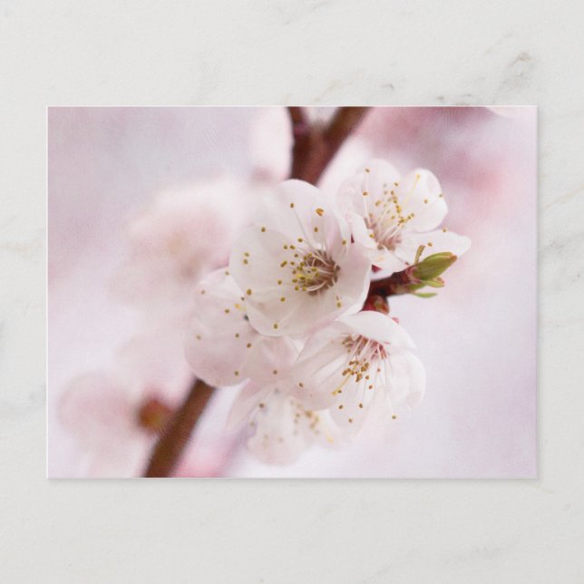 Postal Flores rosadas de primavera (Anverso)