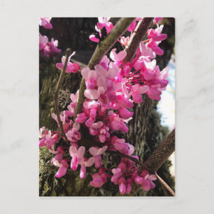 Postal Flores rosadas de primavera